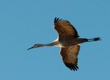 Sandhill Cranes