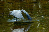 Reddish Hiding Under Wings