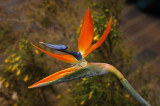 Bird of Paradise