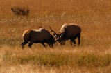 Elk Rut Battle