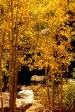 Aspen Gold by the Stream