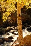 Aspen Carvings