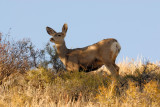  Mule Deer