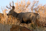 Mule Deer Buck