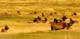 End of the Elk Rut 2007