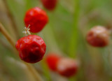 Berries In The Mist