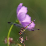 Korean Dragonfly 11026