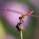 Korean Dragonfly 11049