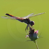 Korean Dragonfly 11059