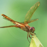 Korean Dragonfly 2151