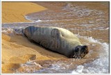 Monk Seal