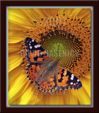 Sunflower Butterfly