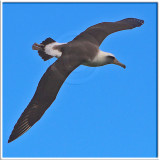 Albatross in Flight