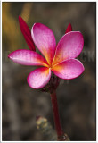 Plumeria Blossom