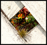 secret garden.jpg