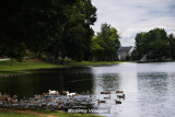 Ducks on the lake