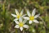 Bloodroot (Sanguinaria canadensis)