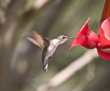 Rubythroat  female