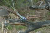 Dragonflyless