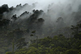 mist and trees