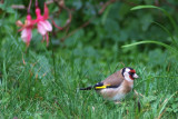 2 July 07 - The Goldfinch in the garden