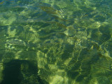 clear green water