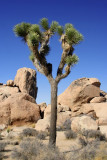 Joshua Tree National Park: Joshua Tree