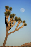 Joshua Tree and Rising Moon