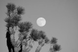 Joshua Tree and Rising Moon II (B&W)