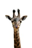 Giraffe Sticking Tongue Out