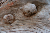 Driftwood, Rialto Beach