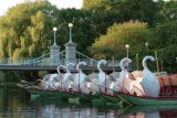 Swan Boats at Dusk, Public Garden