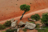 Twisted Pinyon Pine