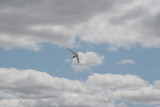 IMG_6133.JPG