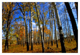 Cottonwoods and Aspens on the Bow River Floodplain 2