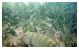 Bonefish in Turtle Grass