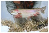 Largish Rainbow