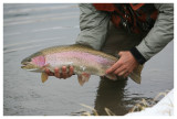 Palmer Ranch Bow