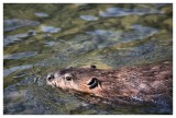 Canadas Official Mammal