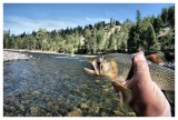 Representative Dry Fly Cuttie