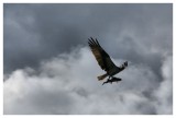 Osprey with Trout