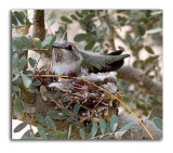 Mama Hummer on nest