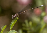 Damselfly