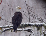 Snowy Eagle