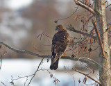 Northern Harrier