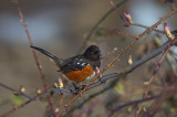 Spotted Towhee