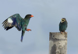 Dollar Bird nesting