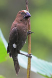 THICK BILLED WEAVER