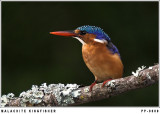 PP-0008_MALACHITE KINGFISHER