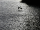 Survivor<br><b>by Aja2</b>